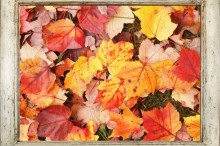 紅葉した葉の写真