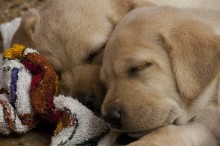 かわいい犬の写真